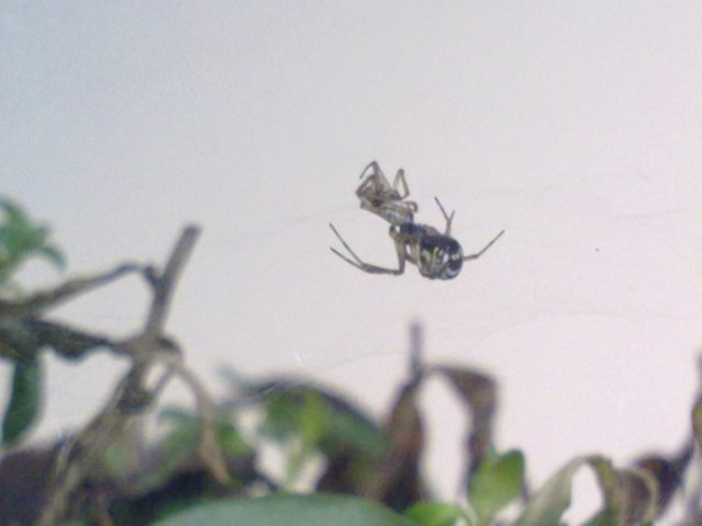 Preda o ex marito? Linyphiidae che ha predato un altro ragno